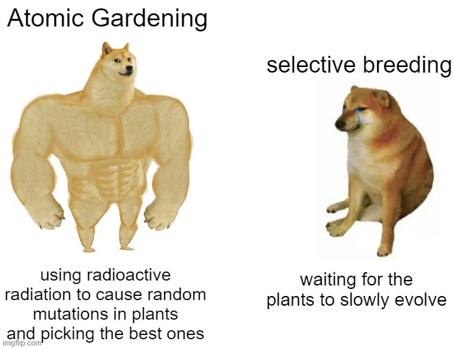 Atomic Gardening brought us wilt resistant peppermint , the rio star grapefruit and more